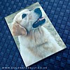 Golden Retriever Magnetic Note Pad